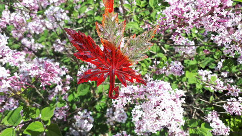 Maple Leaf Suncatcher